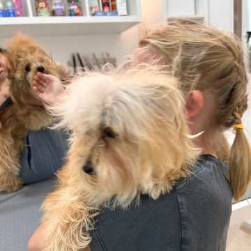 A dog at the grooming table