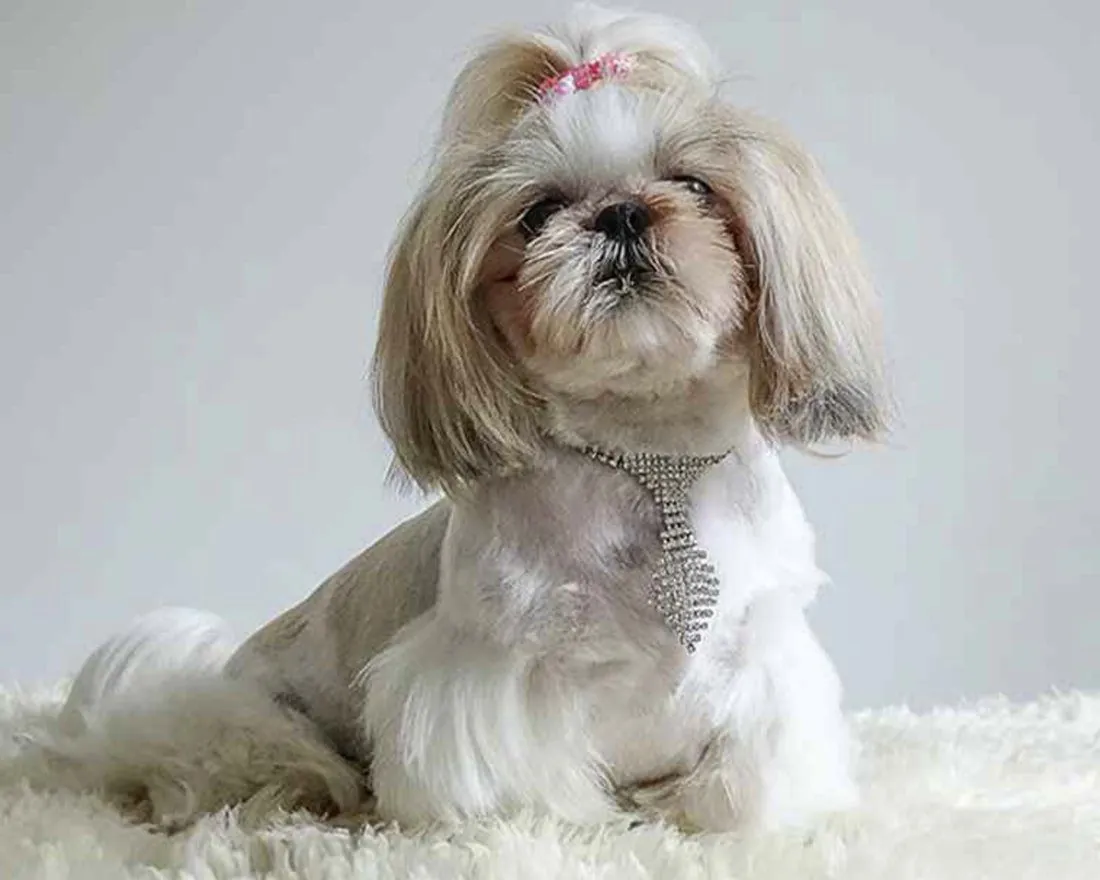 The same Shih Tzu after grooming, with a neat trim, a pink bow and a sparkly tie