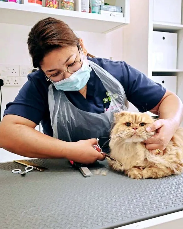 Lena trimming a ginger Persian cat with scissors