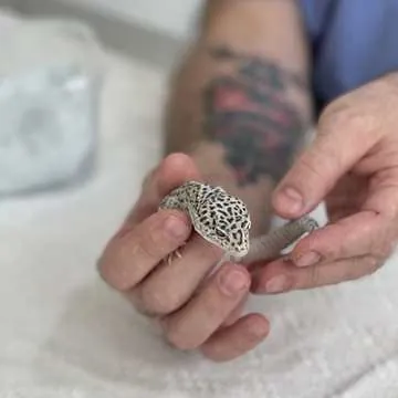 A leopard gecko being examined