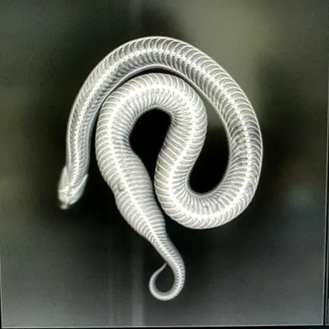 X-ray of an egg-bound snake examined by Dr Piotr