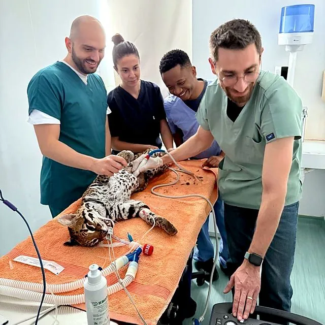 Dr Eren performing an ultrasound on an anaesthetised ocelot with the team