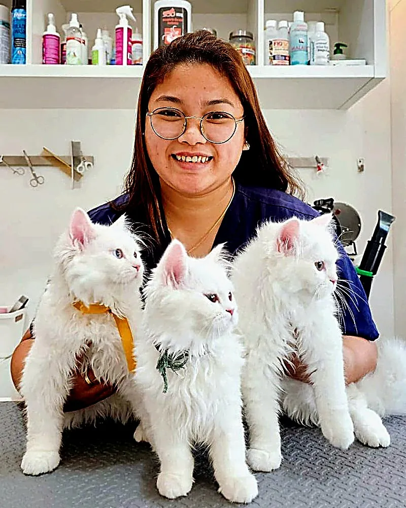 Lena, our groomer, smiling behind three fluffy white kittens