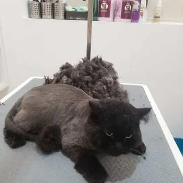 A cat after a full groom