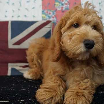 A goldendoodle puppy