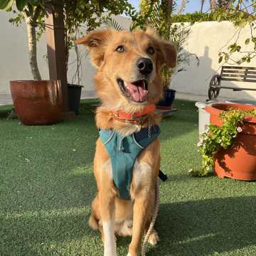 A dog in the clinic garden