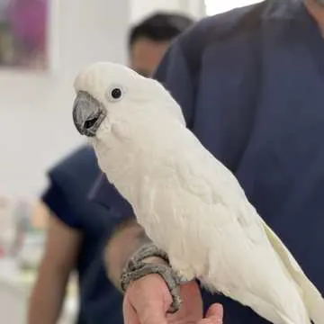 A cockatoo with the team