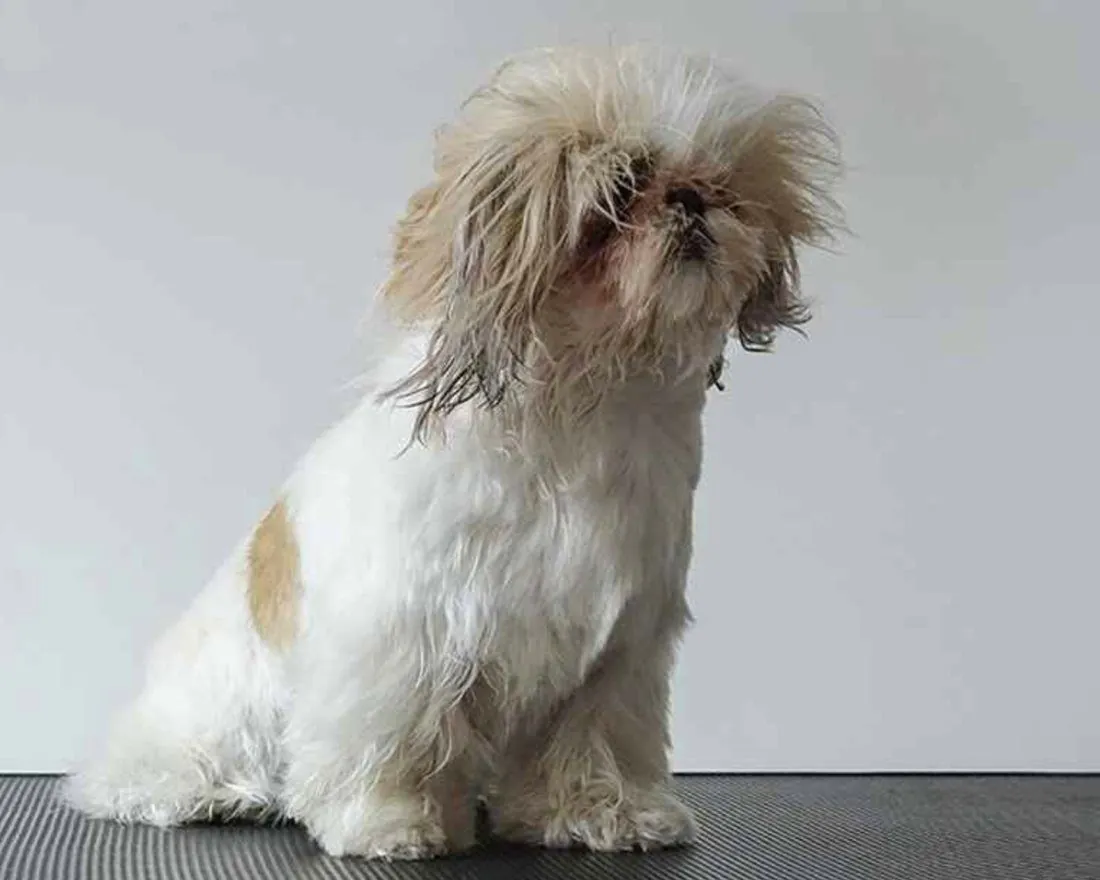 A Shih Tzu before grooming, with a wet, messy, tangled coat