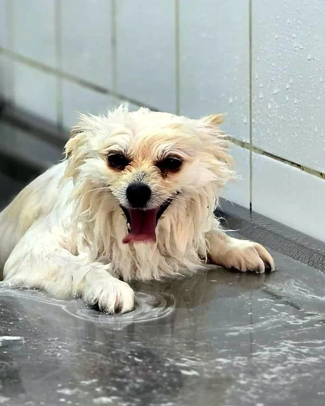 A happy little white dog enjoying a bath