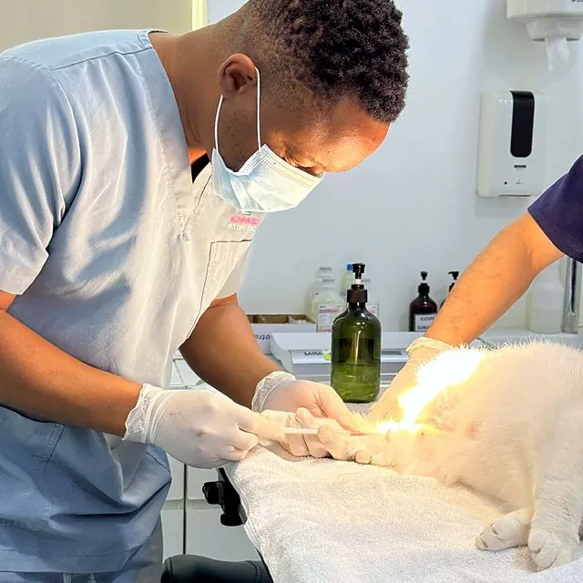 Dr Tinashe carefully placing a catheter in a cat&rsquo;s leg