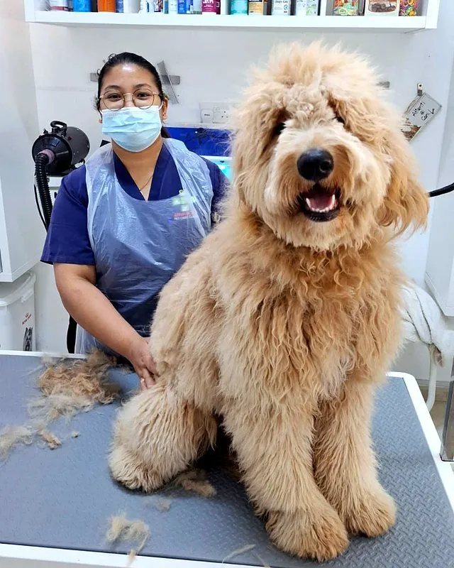 Lena with a big, happy golden doodle mid-groom