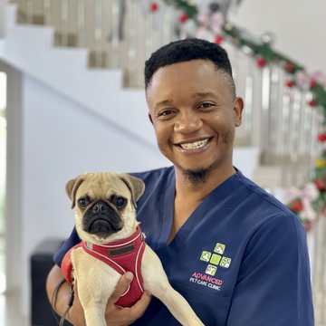A pug at the clinic at Christmas