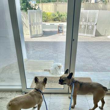 Dogs and a cat at the clinic door