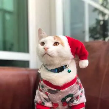 A cat in a festive jumper
