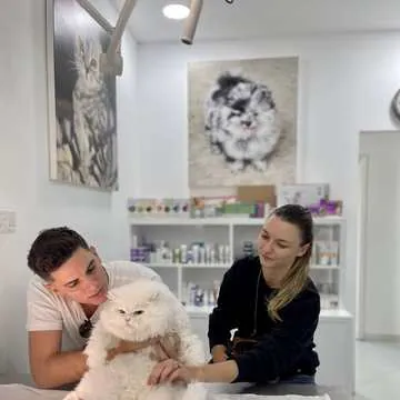 A cat being examined with its owners