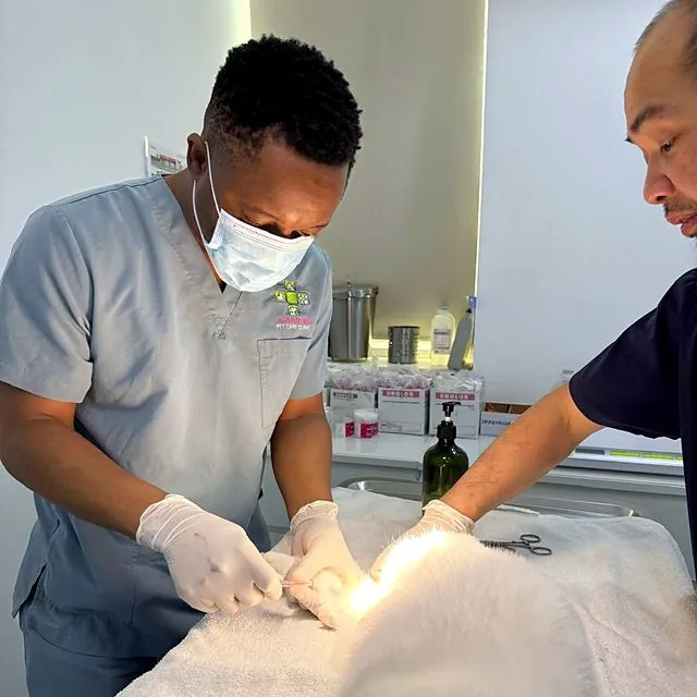 Dr Tinashe placing an IV line in a white cat with a colleague