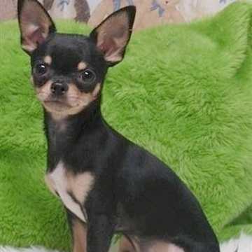 A chihuahua at the clinic