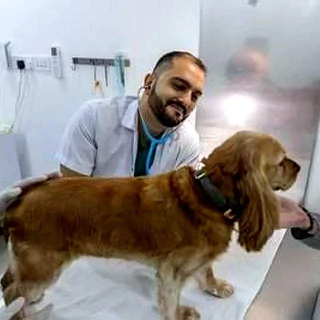 Dr Furkan examining a spaniel with the clinic team