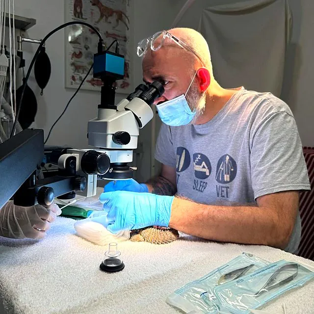 Dr Piotr performing microsurgery on a bearded dragon