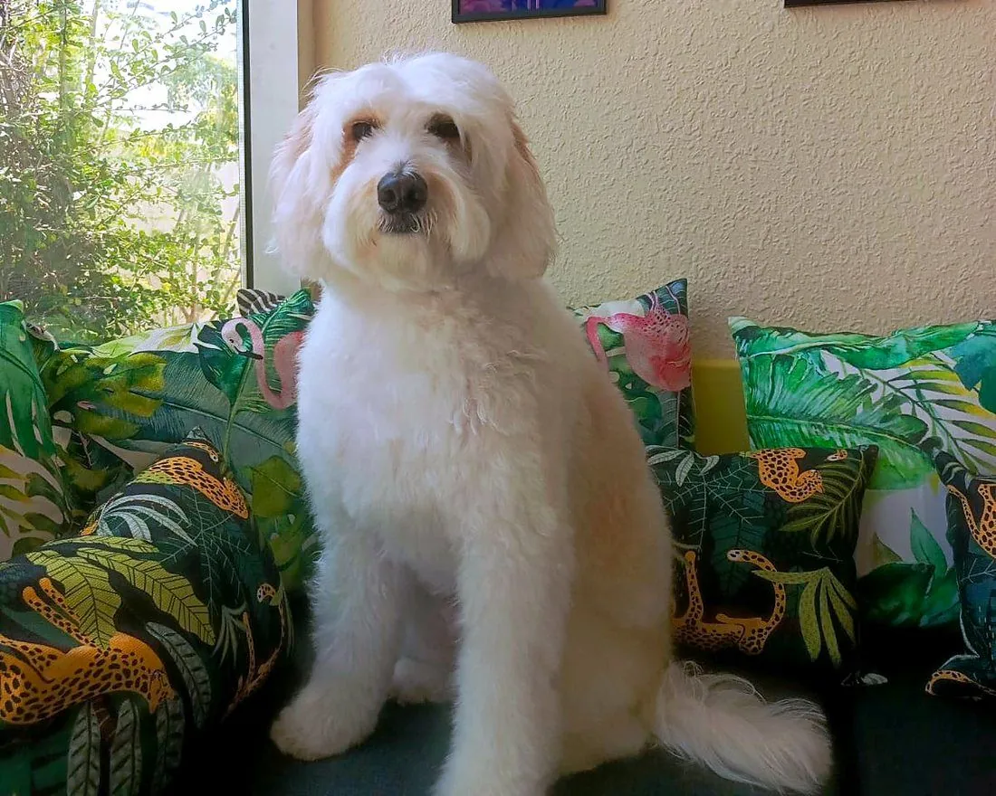 The same doodle after grooming, fluffy and neatly trimmed