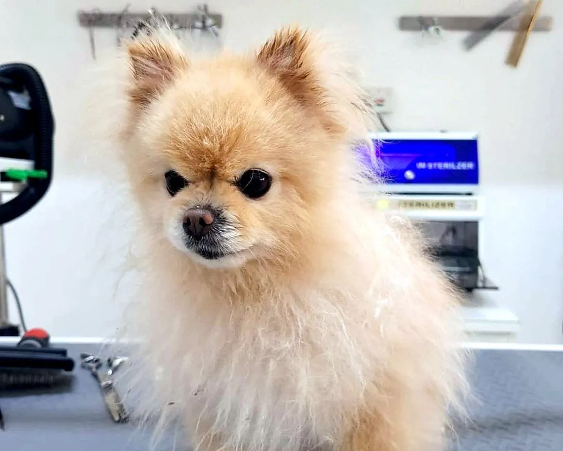 A Pomeranian before grooming, with a long, fluffy, untidy coat