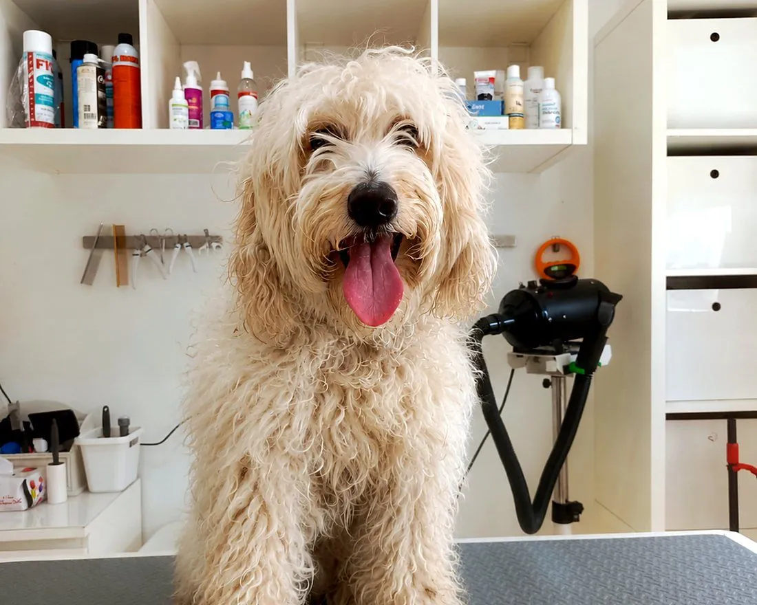 A doodle before grooming, with a long, curly, matted coat