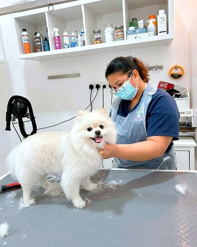 Lena grooming a smiling white Pomeranian