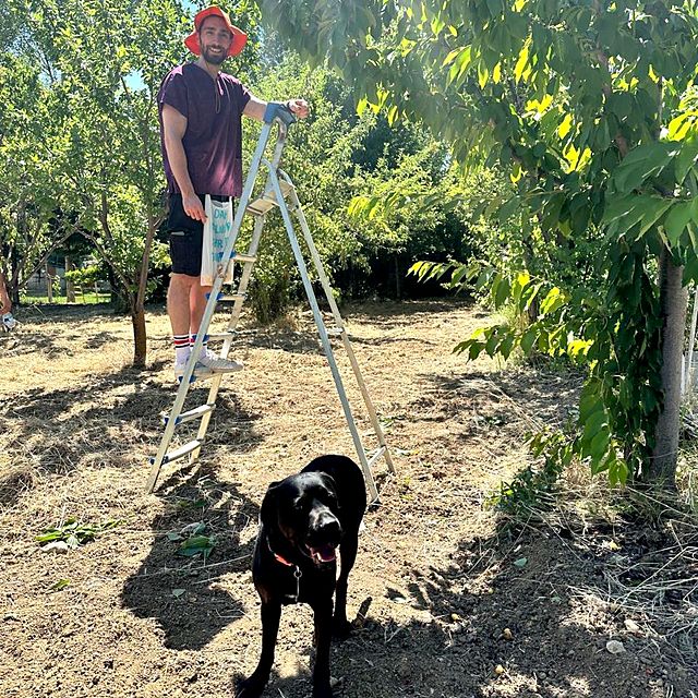 Dr Eren picking fruit with his Labrador