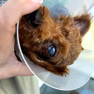 Rio the poodle before treatment, with an injured cornea and a protective cone