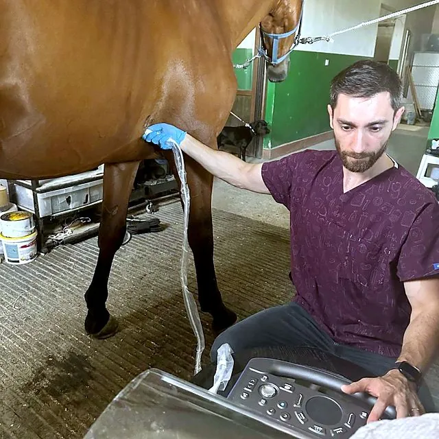 Dr Eren carrying out an equine ultrasound examination
