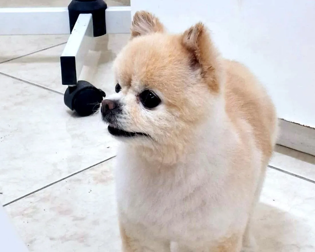 The same Pomeranian after grooming, with a neat, rounded teddy-bear trim