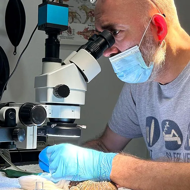Dr Piotr working under the surgical microscope on a small reptile