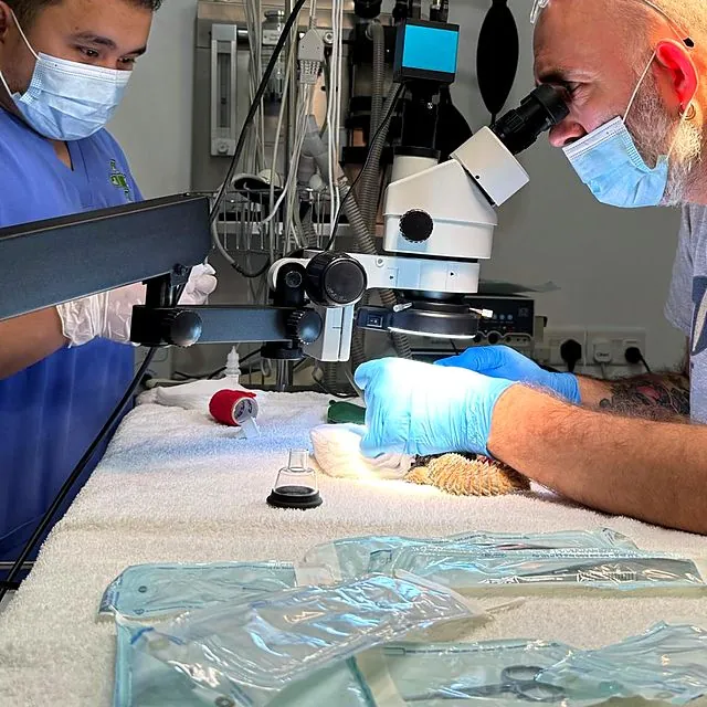 Dr Piotr and a colleague during a microscope-assisted procedure
