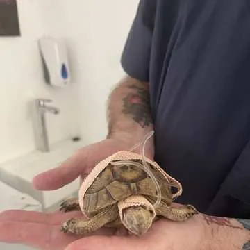 A tortoise after treatment