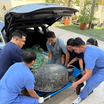 The team carrying in a sea turtle