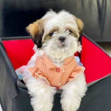 A puppy in a carrier
