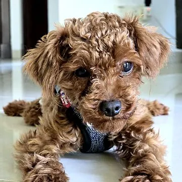 Rio the poodle after treatment, with his eye saved