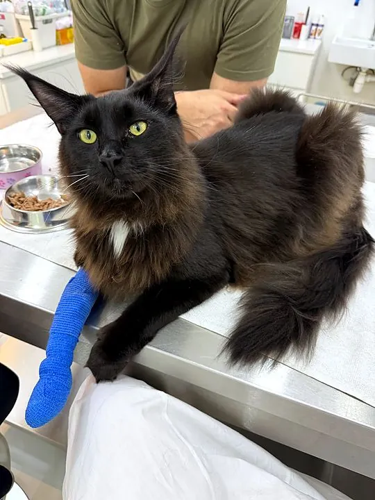 Rosalie&rsquo;s cat resting on the table at the clinic