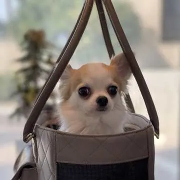 A chihuahua in a carrier