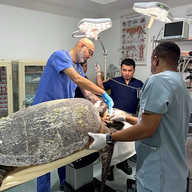 Dr Piotr leading surgery on a sea turtle with the clinic team