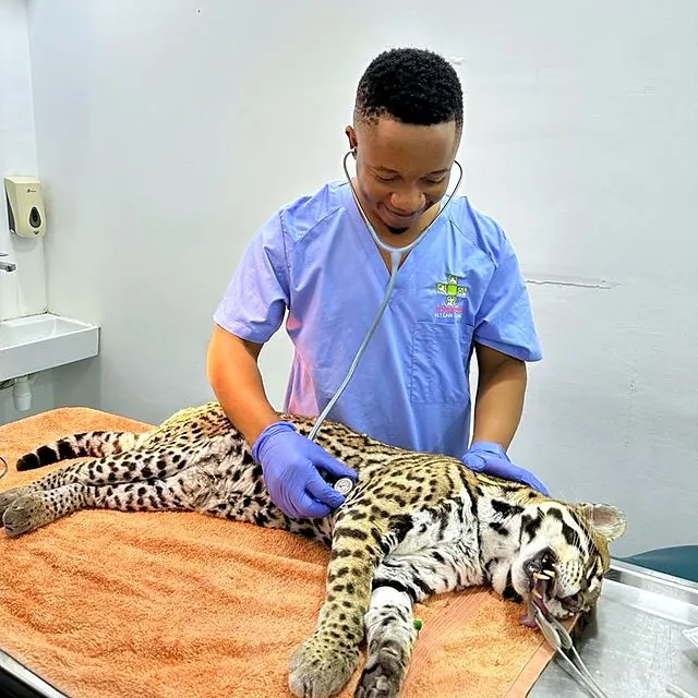 Dr Tinashe listening to the heart of an anaesthetised ocelot