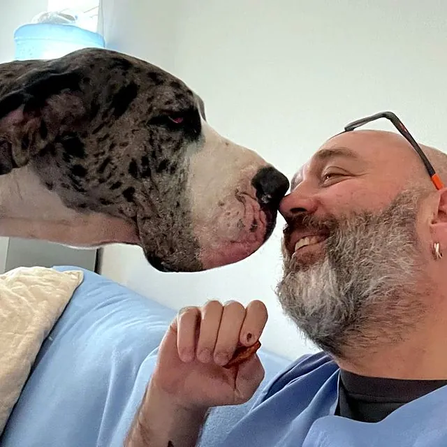 A Great Dane touching noses with Dr Piotr