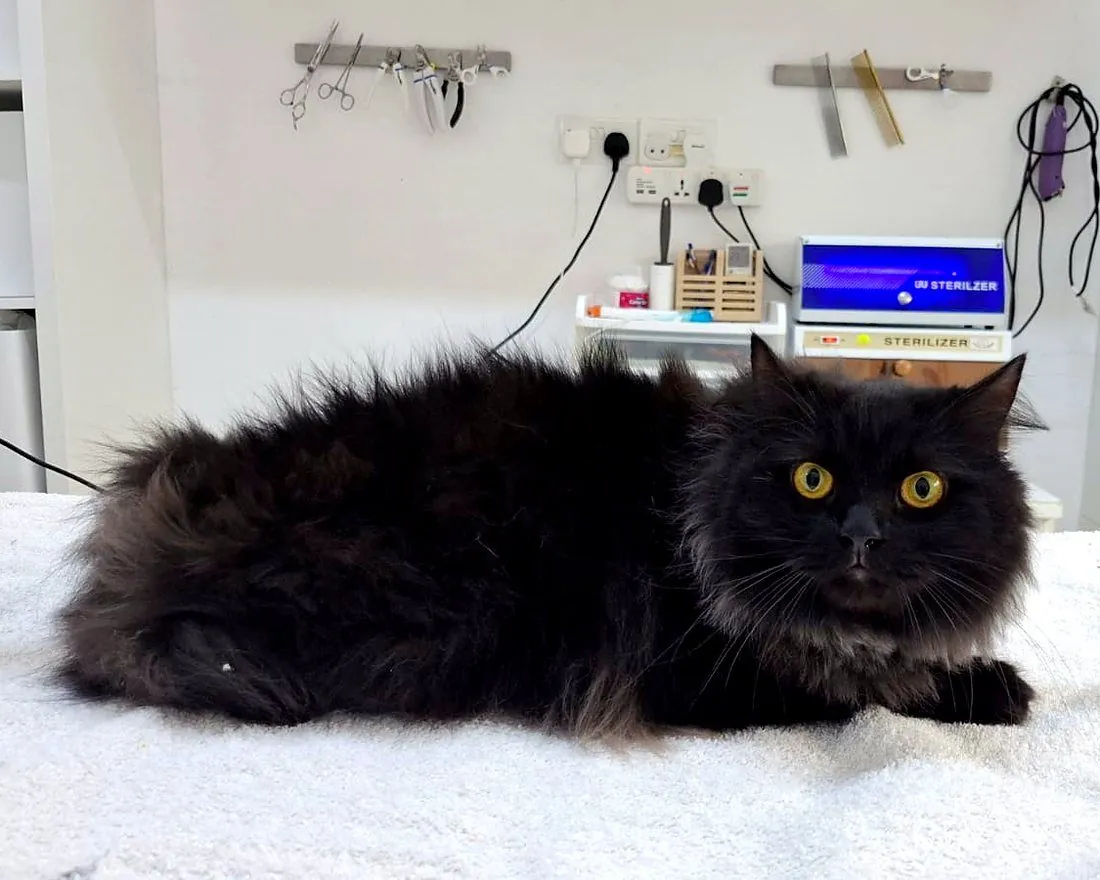 A long-haired black cat before grooming, with a thick, fluffy coat