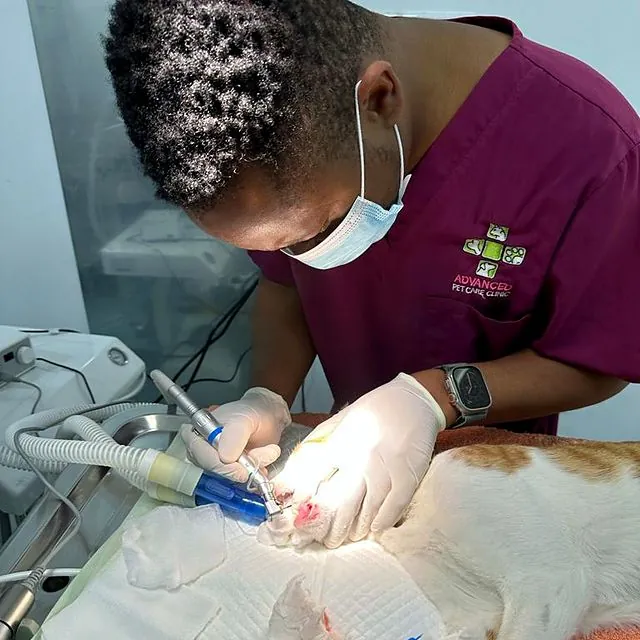 Dr Tinashe performing dental work on a cat