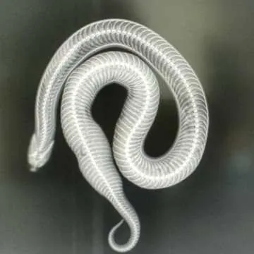 X-ray of an egg-bound snake