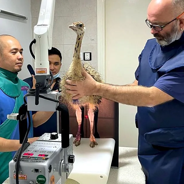 Dr Piotr and the team X-raying an ostrich chick