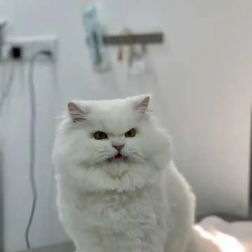 A Persian cat on the exam table