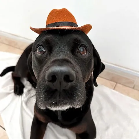 Ezgi&rsquo;s black Labrador wearing a little cowboy hat