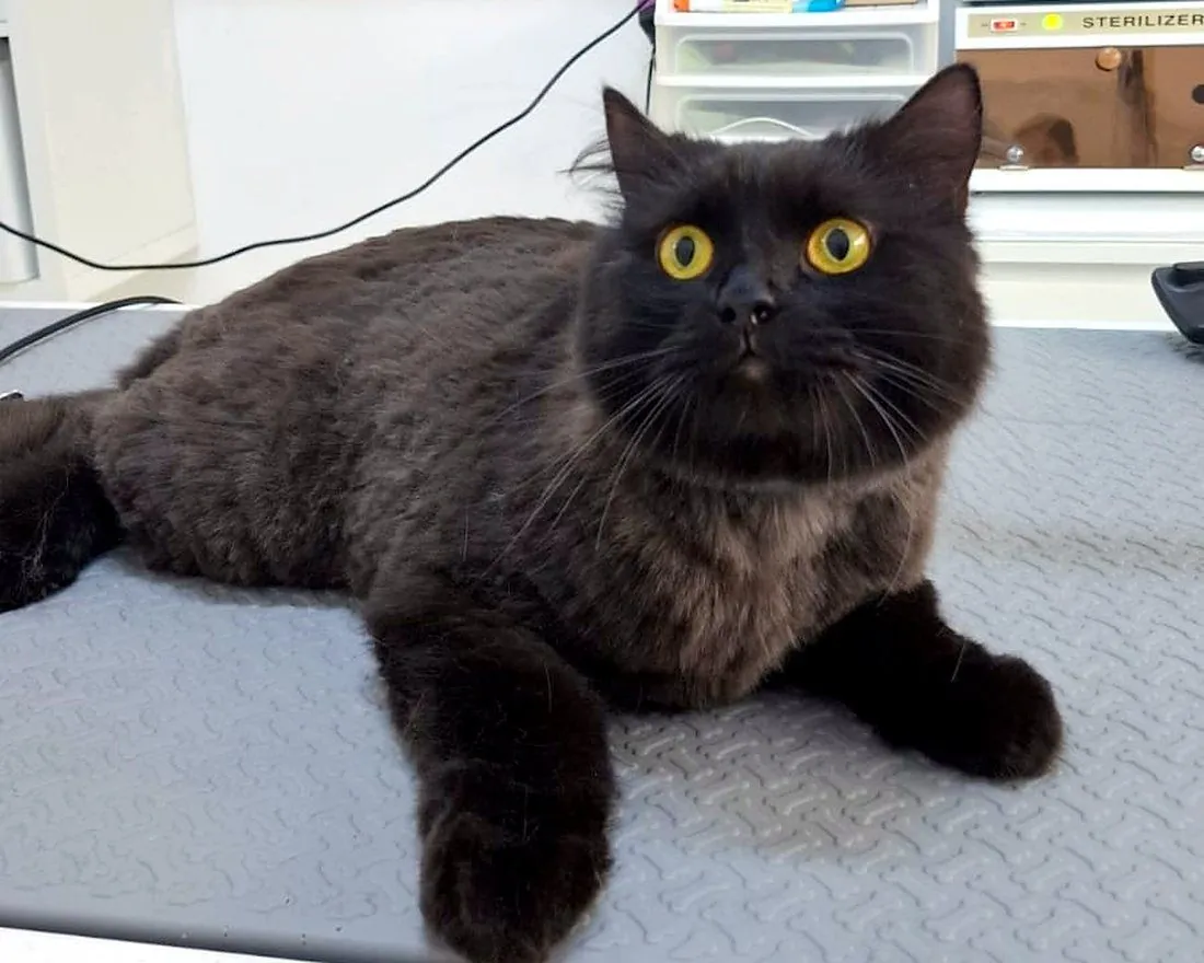 The same black cat after grooming, with a short, neat coat