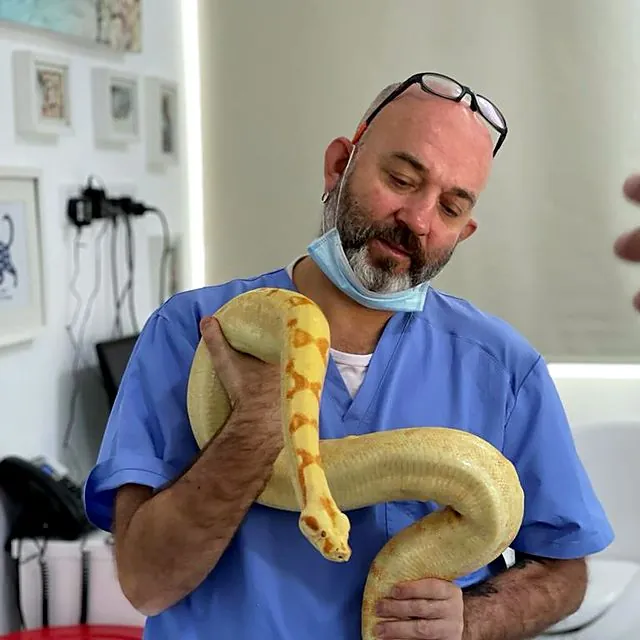 Dr Piotr examining an albino python